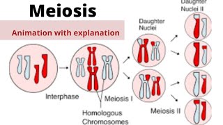 Meiosisphases of meiosis animation [upl. by Pilar]