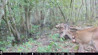 Maurepas Swamp WMA Trail Cam Videos [upl. by Yelknirb333]