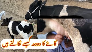 How to Extract Cows Milk  Cows Milk Villagelife  Simple Method [upl. by Ahsiled26]