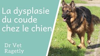 La dysplasie du coude chez le chien [upl. by Banks720]