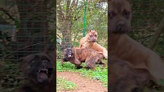 aggressive presa canario and cane corso short presacanario canecorso [upl. by Padgett]