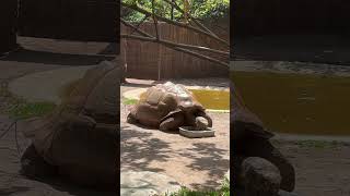 Tortoise Cane toad and Meerkats [upl. by Mini875]