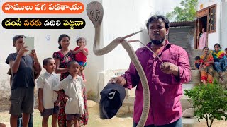 Indian spectacled venomous cobra snake rescue Chinna Nelatur village Kottam lo 9966333589 WhatsApp [upl. by Lovel926]