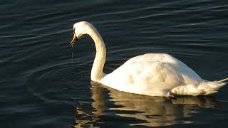 Mute Swan Cygnus olor Knobbelzwaan Landtong Rozenburg ZH the Netherlands 5 Oct 2024 12 [upl. by Steel]