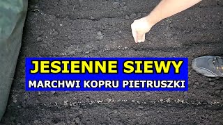 Siewy Jesienią Marchwi Pietruszki Kopru Pasternaku Jak siać Warzywa przed Zimą Polecane Odmiany [upl. by Anrol320]