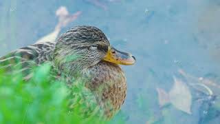 Close up waterfowl of resting mallard duck on bank of ocher or river Calm duck in natural wild [upl. by Llevart]