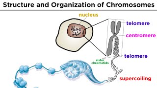 Chromosome Structure and Organization [upl. by Rfinnej]