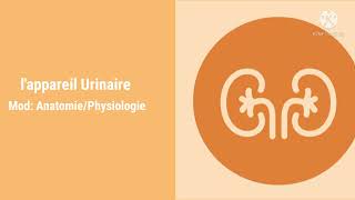 Anatomie de lappareil Urinaire [upl. by Eilegna]