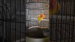 LOVEBIRD LUTINO GESTANG MINTA KAWIN [upl. by Enneirda]