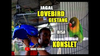 JAGAL LOVEBIRD GESTANG BISA KONSLET [upl. by Elletsyrc]