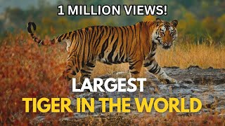 Largest Tiger in the World [upl. by Olnee22]