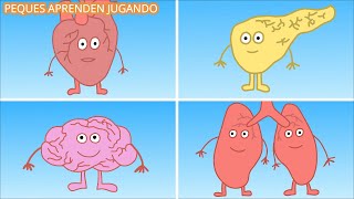 Los órganos del cuerpo y sus funciones para niños Video con dibujos de PequesAprendenJugando [upl. by Zenia35]