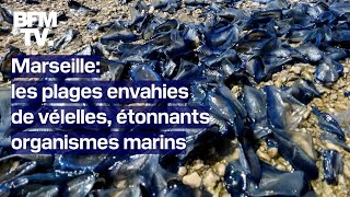 Marseille les plages recouvertes de vélelles étonnants organismes marins bleus [upl. by Ydnim]