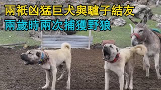 不可思議！兩只兇猛巨犬與驢子結友，它們兩歲時兩次捕獲野狼，狼在晚上獵殺了牧羊犬同伴，兩條猛犬的勇敢之戰！ [upl. by Annovoj]