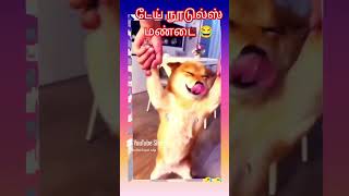 Dai noodles mandai 😂 funny funnyvideo fun comedy tamilcomedy shorts funofun [upl. by Lucais573]