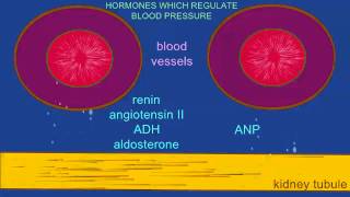 HORMONAL REGULATION OF BLOOD PRESSURE ANP RENIN EPINEPHRINE [upl. by Mcnutt]