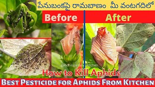 Best pesticide for Aphids with Results  పేనుబంకపై రామబాణం మీ వంటగదిలో [upl. by Dnalwor]