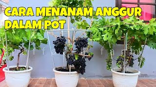 CARA MENANAM ANGGUR DALAM POT AGAR CEPAT BERBUAH [upl. by Attelrahs]