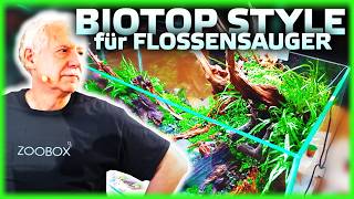 Flossensauger Aquarium einrichten – Biotop Style [upl. by Feliks322]