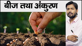 पौधों के बीज  अंकुरण की प्रक्रिया  Seeds of Plants  Seed Germination in Hindi [upl. by Jacobina]