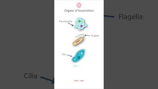 ORGANS OF LOCOMOTION in PROTOZOA protozoa parasitology microbiology biology science pathology [upl. by Zipah]