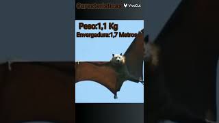 Murciélago FilipinoZorro volador Filipino un animal extraño [upl. by Draned]