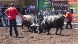 スイス闘牛女王の闘い Switzerland VS Le Châble Combats de Reines Queen [upl. by Nauht]