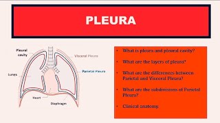 PLEURAL CAVITY ANATOMYRADIOLOGY [upl. by Yurik348]