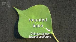 Chinese tallow Triadica sebifera Syn Sapium sebiferum [upl. by Oned698]