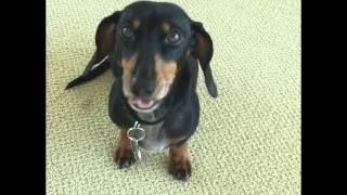 Funny Dachshund Talking  Dachshund Cody [upl. by Naivat]