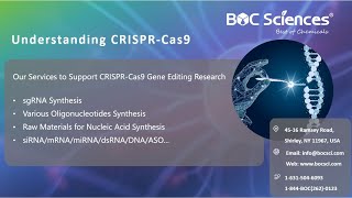 Understanding CRISPRCas9  CRISPR Explained  What is CRISPR  BOC Sciences [upl. by Dorothi]