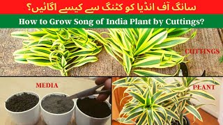 How to Grow Song of India Plant by Cuttings [upl. by Saravat]