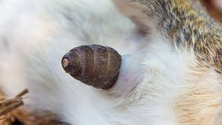 Huge Bot Fly Maggot Removed From Dogs Neck 3 [upl. by Jameson]