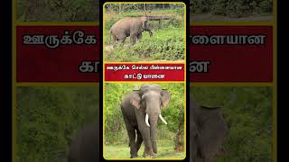 Sathyamangalam Tourist Places  Sathyamangalam Forest News  Sathyamangalam Elephant  shorts [upl. by Sakmar]