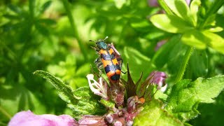 promenade entomologique à Digne les Bains [upl. by Aerdnaid]