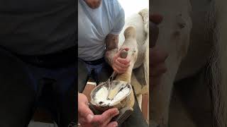 16 years in and each hoof is just as satisfying as the last😂🐴 shorts asmr horse satisfying [upl. by Nikos]