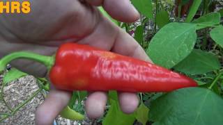 ⟹ Carmen Pepper  Capsicum annuum  pod review 2018 [upl. by Arremat]