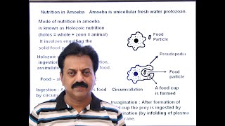 First Year  Chapter 12  Nutrition  Part 8  Nutrition in Amoeba [upl. by Yanaton140]