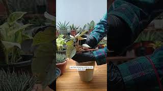 Isang dahon lang ng Begonia dalawang supling ang inilabasBegonia leaf cuttings propagation [upl. by Philis]