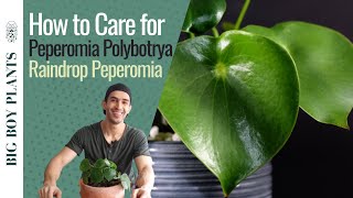 How to Care for Peperomia Polybotrya Raindrop Peperomia [upl. by Aihsenrad]