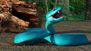 Blue Viper Trimeresurus [upl. by Werd385]