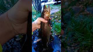 Mammoth lakes fishing trout bigfish slewfootbaits nature adventure fishing living [upl. by Nafri]