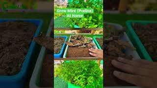 How to grow Mint Pudina at home greenlifediaries rooftopgarden terracegarden homegardens [upl. by Eizzo]