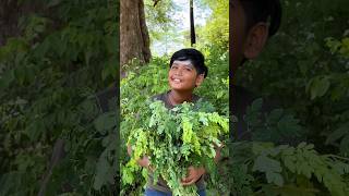 Drumstic leafs Thokku 😋shorts [upl. by Suiramaj750]