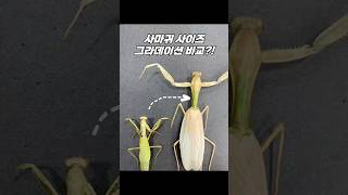 세계 최대 사마귀의 위엄 Sp 치앙마이 사마귀 왕사마귀 사마귀표본 hierodula insects mantis [upl. by Drape39]