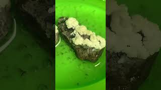 Part 03 Growing Aragonite Crystals crystals experiment sciencefun aragonite vinegar missouri [upl. by Canale]