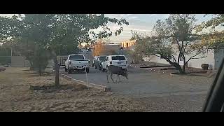 Mule Deer Bucks Silver City New Mexico [upl. by Lyj]