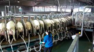 180 Stall Goat Rotary milking parlor Westfaliasurge  part 1 [upl. by Esele]