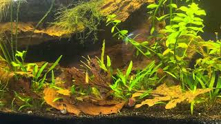 Jewel cichlids in a community tank Can it work [upl. by Leyes]