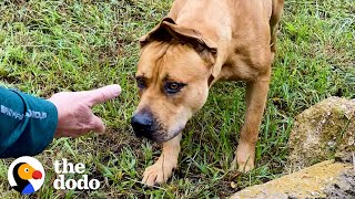 Couple Spends A Year Trying To Rescue A Stray DogThen This Happens  The Dodo Faith  Restored [upl. by Alonzo]